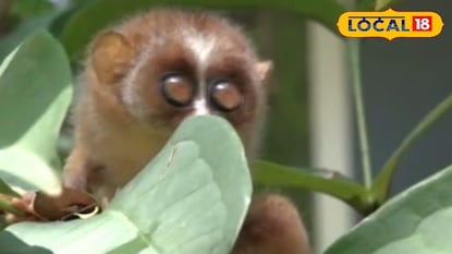 മാങ്ങാട്ടിടത്ത് കണ്ടെത്തിയ കുട്ടിത്തേവാങ്ക് മാങ്ങാട്ടിടത്ത് കണ്ടെത്തിയ കുട്ടിത്തേവാങ്ക്