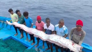 തമിഴ്നാട്ടിൽ മത്സ്യത്തൊഴിലാളികളുടെ വലയിൽ കുടുങ്ങിയ ഓർമത്സ്യം (image: sanatan kannada/ X)