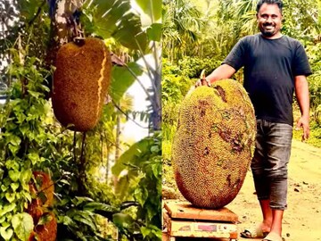 മൂന്ന് പേരുടെ സഹായത്തോടെയാണ് ചക്ക വിളവെടുത്തതും മുറിച്ചതും