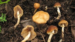 രണ്ട് കുടുംബങ്ങളിലുള്ളവരാണ് ചികിത്സയിലുള്ളത്