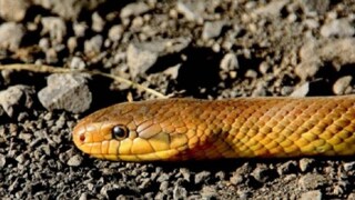 ജനവാസമേഖലയിൽ സർവസാധാരണമായി കാണുന്ന വിഷ രഹിതമായ പാമ്പാണ് ചേര ജനവാസമേഖലയിൽ സർവസാധാരണമായി കാണുന്ന വിഷ രഹിതമായ പാമ്പാണ് ചേര