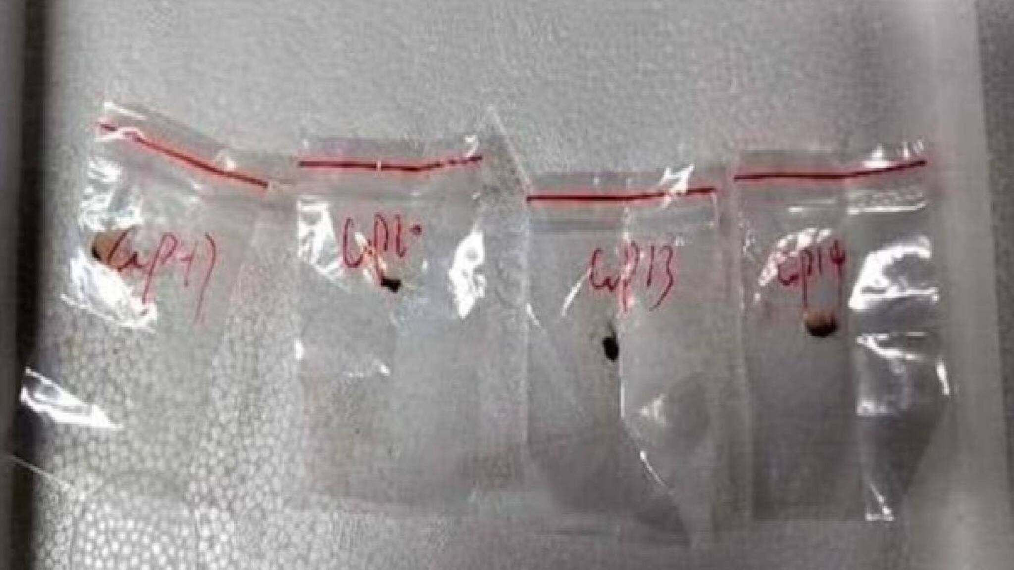 കാര്‍ഷിക ഭീകരവാദമോ ? യുഎസിലേക്ക് ഫംഗസ് കടത്താന്‍ നടത്തിയ ശ്രമം ആശങ്കയുയര്‍ത്തുന്നു