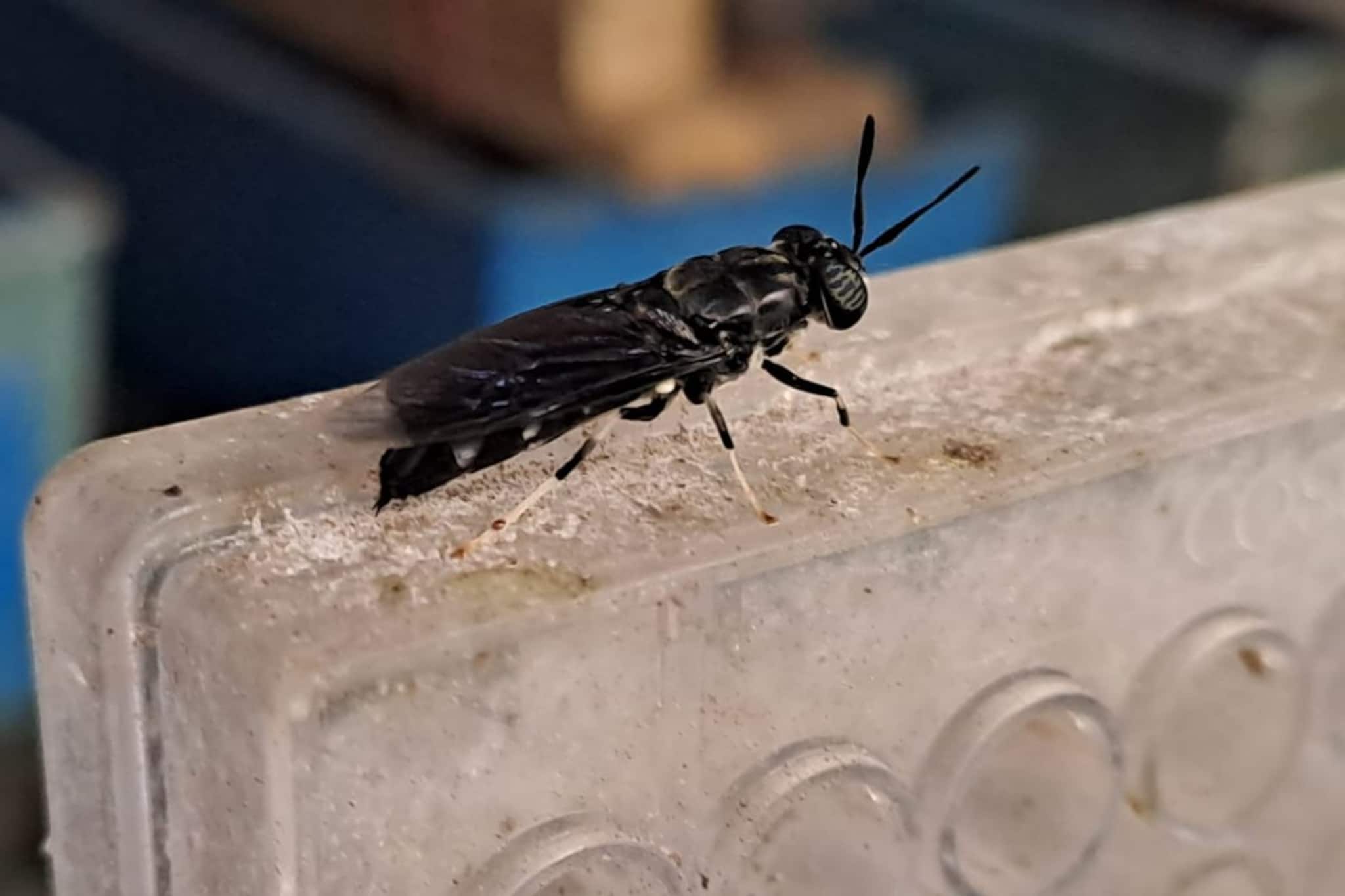 മത്സ്യകർഷകരെ ഇനി 'പട്ടാളം' രക്ഷിക്കും; ലാർവയിൽ നിന്ന് മത്സ്യത്തീറ്റ ഉണ്ടാക്കാൻ സിഎംഎഫ്ആർഐ പരിശീലനം