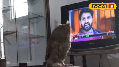 സീരിയൽ കണ്ട് മൂങ്ങ 