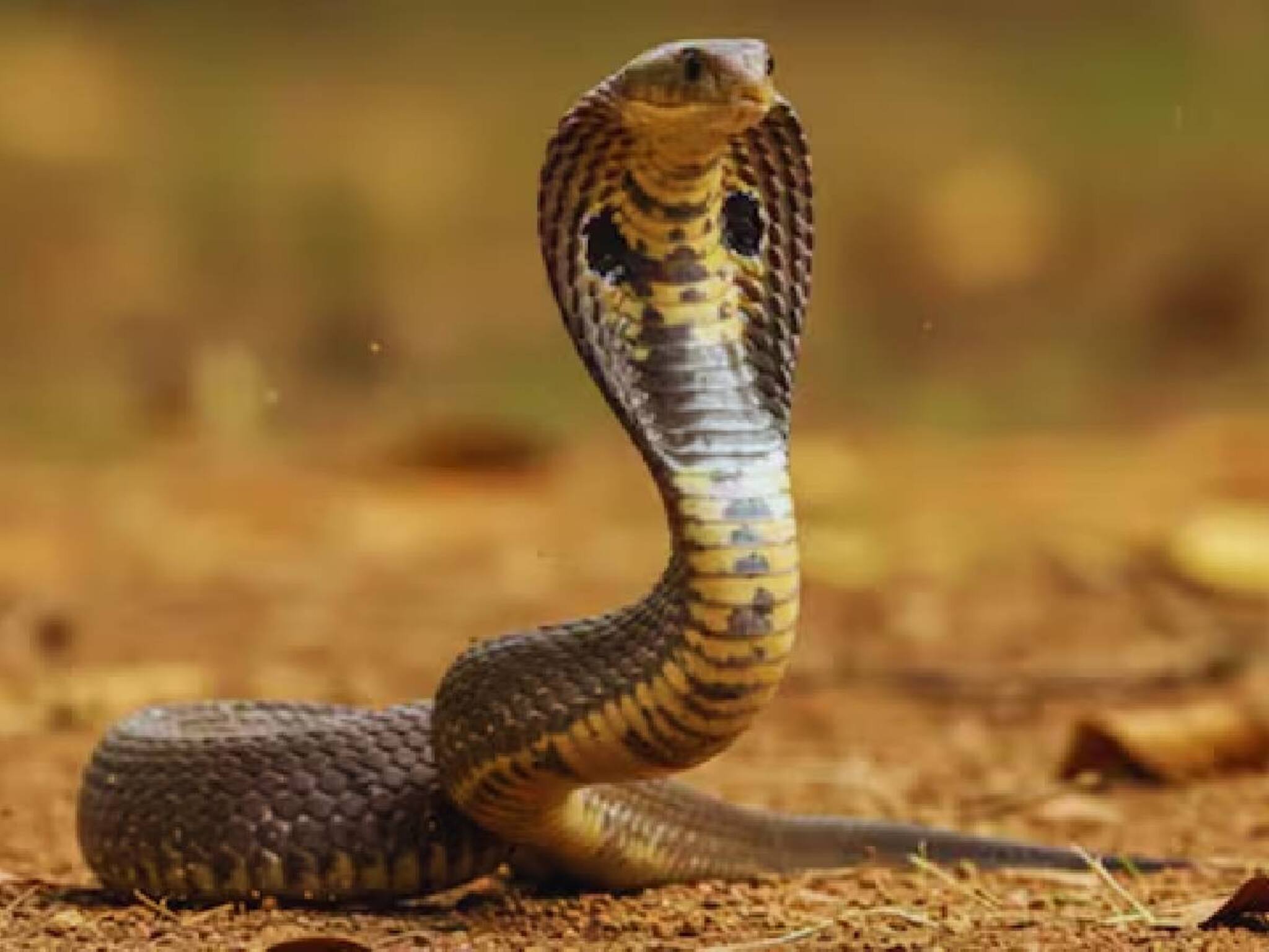 ഉറക്കത്തിൽ പാമ്പുകടിയേറ്റത് തിരിച്ചറിയാൻ വൈകി; ആറു വയസ്സുകാരി മരിച്ചു