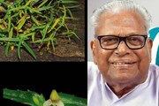 പശ്ചിമഘട്ട സംരക്ഷണ സമര നായകനുള്ള ആദരം; വി എസിന്റെ പേരിൽ അറിയപ്പെടുന്ന കാട്ടുകാശിത്തുമ്പ