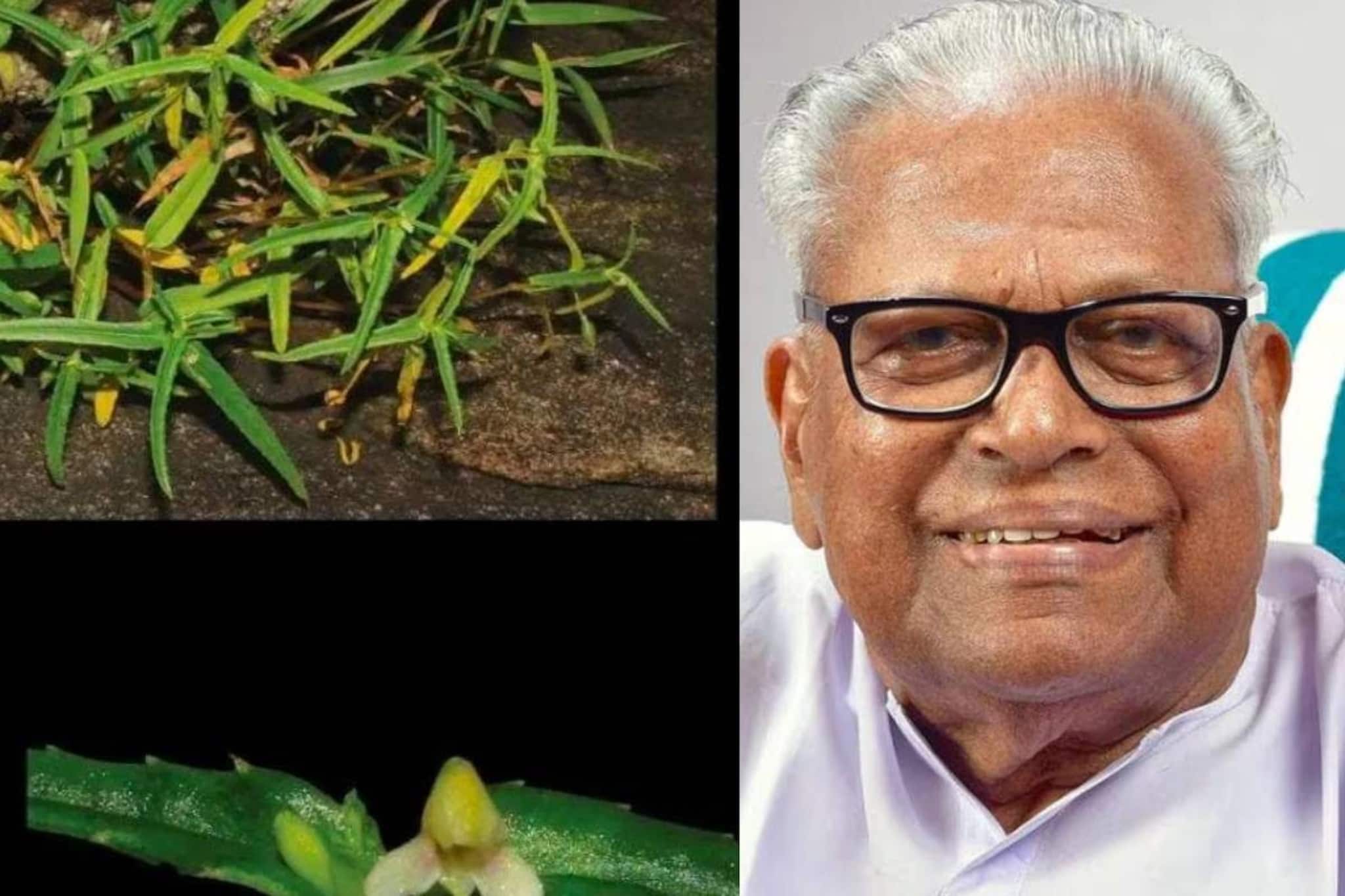 പശ്ചിമഘട്ട സംരക്ഷണ സമര നായകനുള്ള ആദരം; വി എസിന്റെ പേരിൽ അറിയപ്പെടുന്ന കാട്ടുകാശിത്തുമ്പ