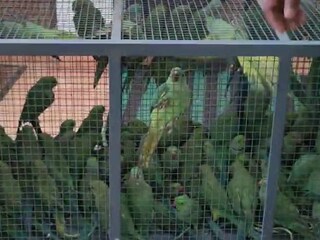 വിൽപ്പനയ്‌ക്കെത്തിച്ച തത്തകൾ