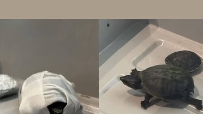 വിമാനത്താവളത്തിലൂടെ കടത്താൻ ശ്രമിച്ച ആമ വിമാനത്താവളത്തിലൂടെ കടത്താൻ ശ്രമിച്ച ആമ