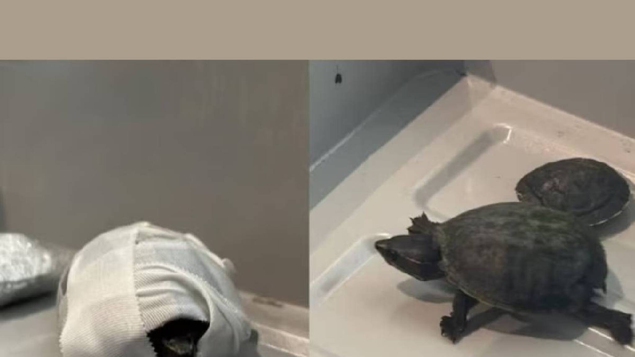 അടിവസ്ത്രത്തിനുള്ളിലാക്കി ജീവനുള്ള ആമകളെ കടത്തിയ യുവതി വിമാനത്താവളത്തിൽ പിടിയിലായി