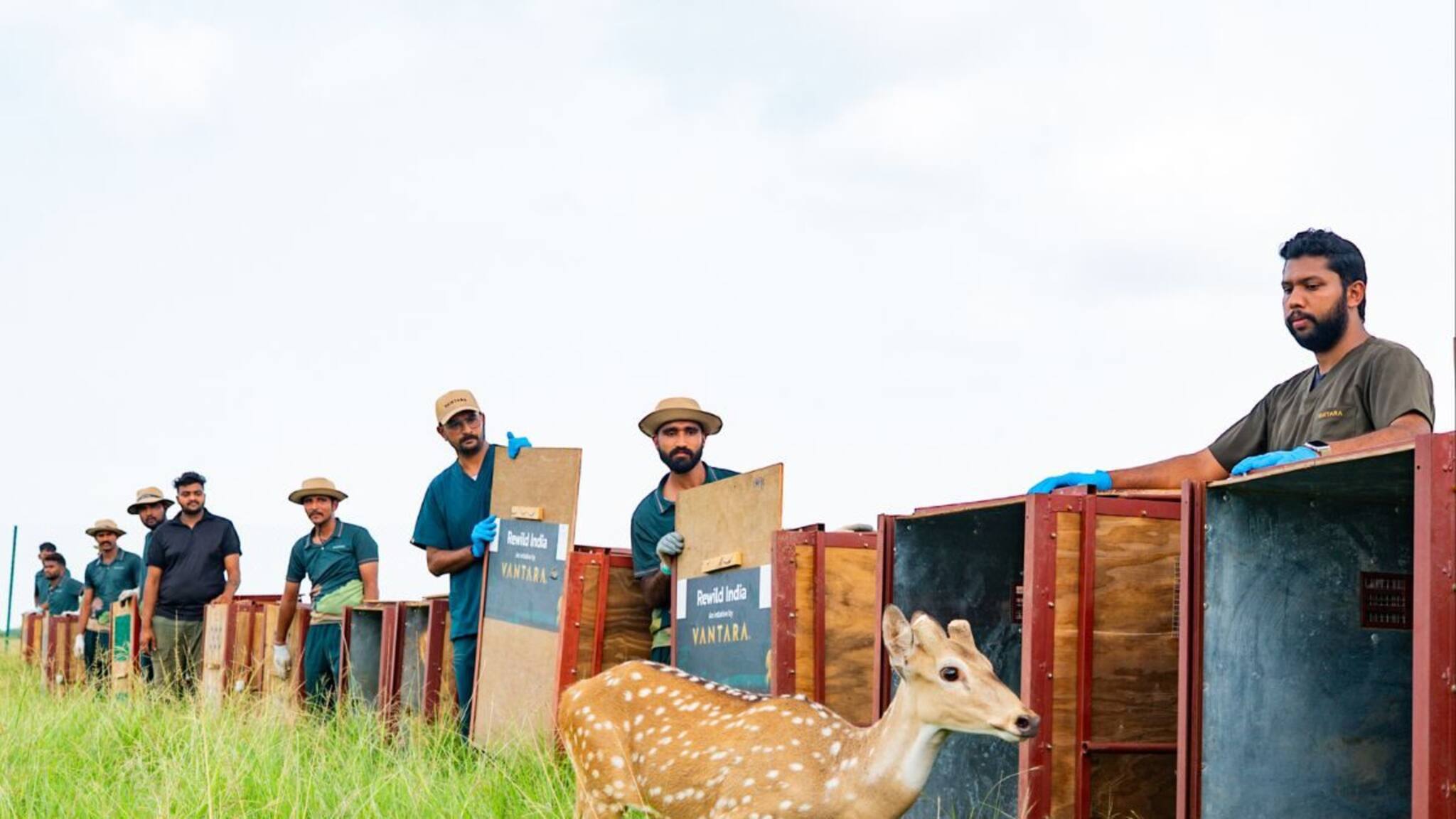 Vantara: ഗുജറാത്തിലെ ബന്നി പുല്‍മേടുകളില്‍ പുള്ളിമാനുകള്‍ക്ക് ജീവിതമൊരുക്കി വന്‍താര