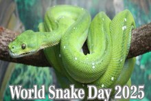 World Snake Day: ലോക പാമ്പ് ദിനം: ഭയം വേണ്ട; ബഹുമാനിക്കുക