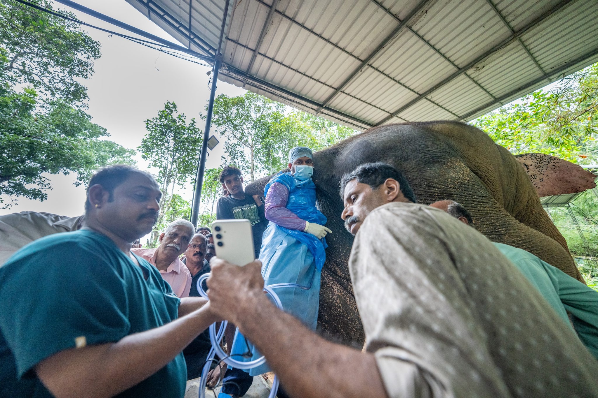 കോട്ടയത്ത് ജീവന് ഭീഷണിയായ എരണ്ടുകെട്ടിൽ നിന്ന് ആനയെ വനം വകുപ്പും ഉടമയും വൻതാരയും രക്ഷപ്പെടുത്തി