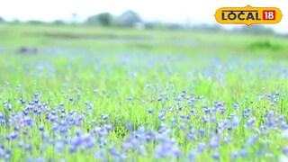 മാടായിപ്പാറയിൽ വിരിഞ്ഞ കാക്കപ്പൂക്കൾ 