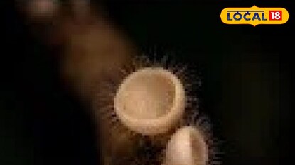 സർവേയിൽ കണ്ടെത്തിയ കൂൺ 