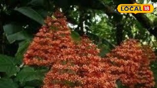 കൃഷ്ണ കിരീടം 