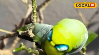 പച്ചപ്പട്ടാളം പുഴു 