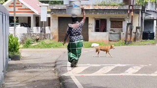 ഡീസന്റ്മുക്കിലെ തെരുവുനായ ശല്യം