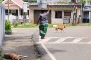 എന്നെ കടിക്കാൻ പറ്റില്ലെടാ പട്ടീ; അഞ്ചു വയസുകാരൻ തെരുവുനായ്ക്കളിൽ നിന്നും സാഹസികമായി ഓടി രക്ഷപെട്ടു