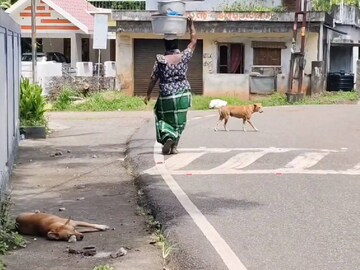 ഡീസന്റ്മുക്കിലെ തെരുവുനായ ശല്യം