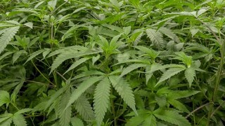 (പ്രതീകാത്മക ചിത്രം)