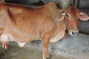 പശുവിനെ സംസ്ഥാന മാതാവായി പ്രഖ്യാപിക്കണമെന്ന് ഗുജറാത്തിലെ ഏക കോണ്‍ഗ്രസ് എംപി