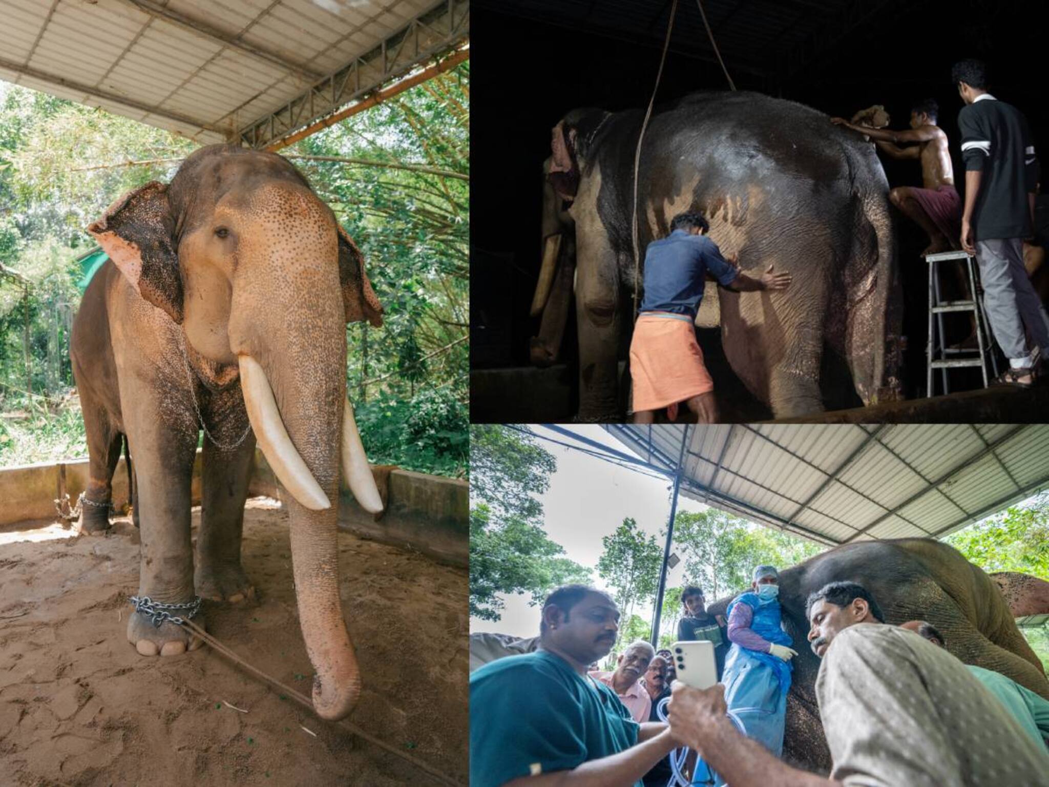 കോട്ടയത്ത് ജീവന് ഭീഷണിയായ എരണ്ടക്കെട്ടിൽ നിന്ന് ആനയെ വനം വകുപ്പും ഉടമയും വൻതാരയും രക്ഷപ്പെടുത്തി