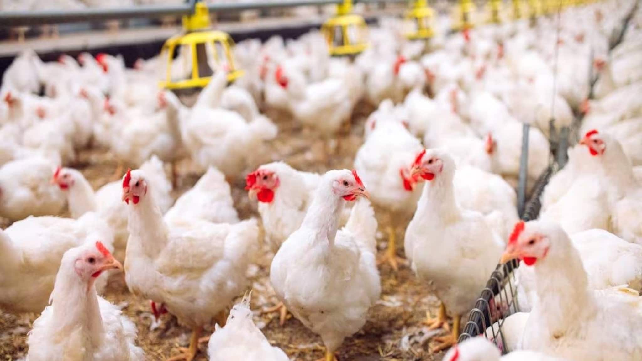 കോഴിക്കൃഷിയിൽ തുടക്കക്കാർക്ക് മികച്ച ആദായം നേടാൻ ശ്രദ്ധിക്കേണ്ട കാര്യങ്ങൾ; കുപ്രചാരണങ്ങൾ വിപണിയെ ബാധിക്കുമോ?