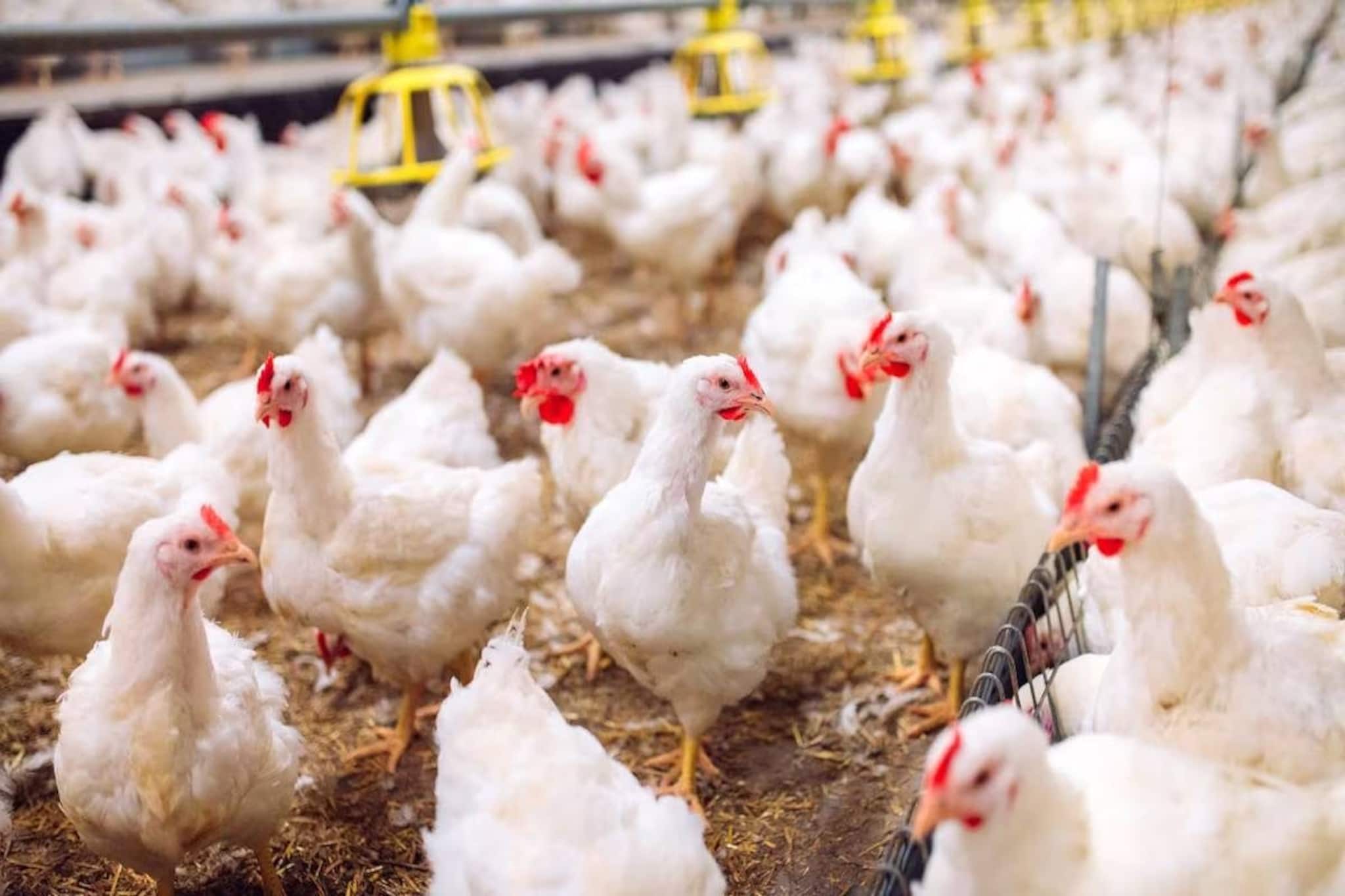 കേരളത്തിൽ നിന്നുള്ള കോഴികൾക്ക് ഒമാനിൽ നിരോധനം