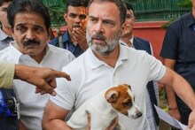 'തുടച്ചുനീക്കപ്പെടേണ്ടവയല്ല ഈ മിണ്ടാപ്രാണികൾ'; തെരുവുനായ വിഷയത്തിലെ സുപ്രീംകോടതി വിധിക്കെതിരെ രാഹുൽ ഗാന്ധി