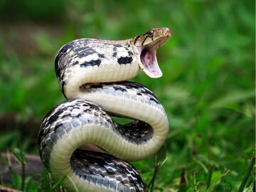 Snake| പാമ്പുകളെ വീട്ടിലേക്ക് വിളിച്ചു വരുത്തുന്ന 5 കാര്യങ്ങൾ‌ വീട്ടിലുണ്ടോ? ഉടൻ‌ തന്നെ എടുത്തു മാറ്റൂ!