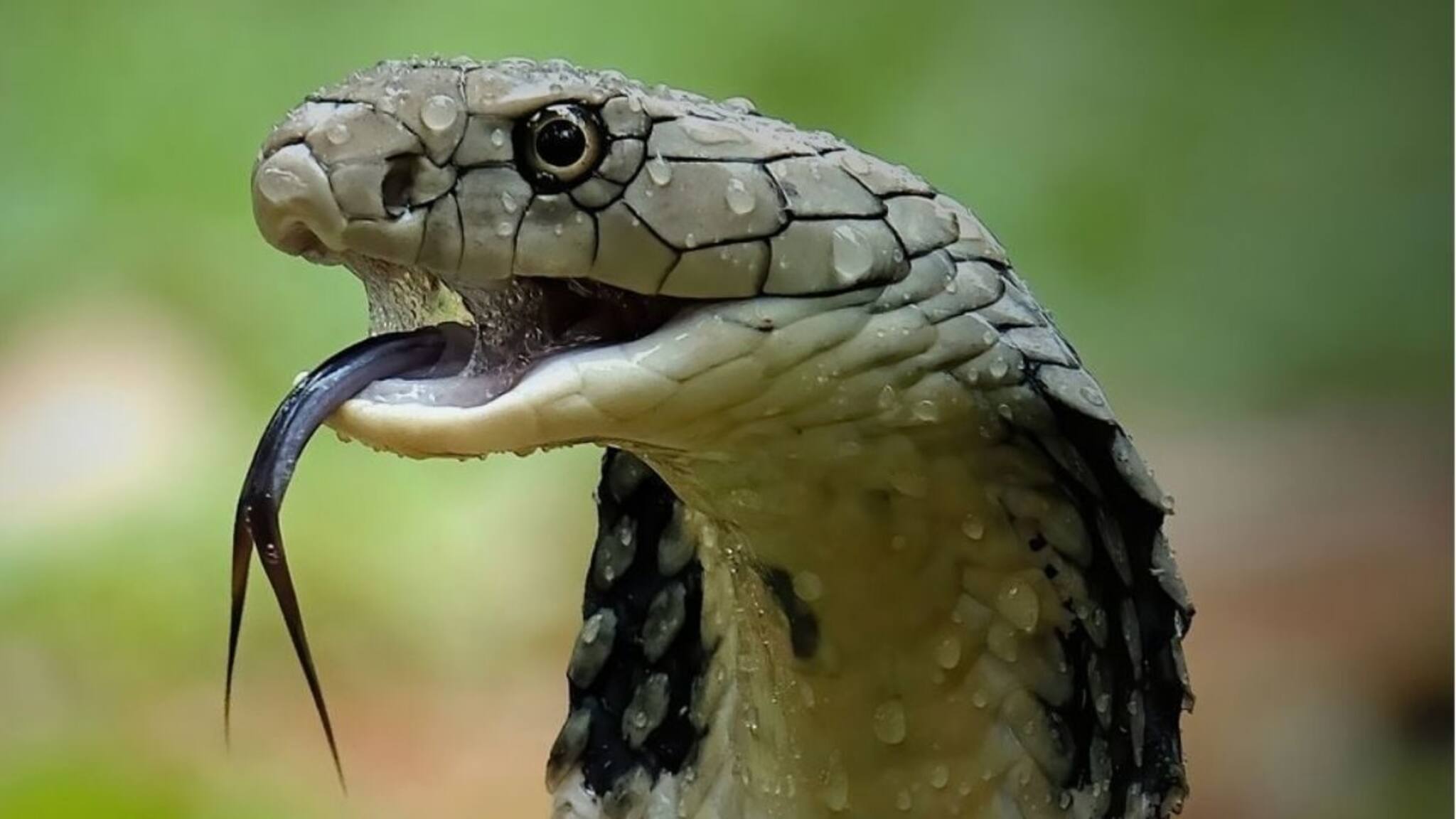 Snake| പാമ്പുകളെ വീട്ടിലേക്ക് വിളിച്ചു വരുത്തുന്ന 5 കാര്യങ്ങൾ‌ വീട്ടിലുണ്ടോ? ഉടൻ‌ തന്നെ എടുത്തു മാറ്റൂ!