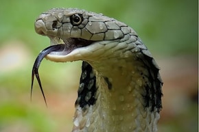 Snake| പാമ്പുകളെ വീട്ടിലേക്ക് വിളിച്ചു വരുത്തുന്ന 5 കാര്യങ്ങൾ‌ വീട്ടിലുണ്ടോ? ഉടൻ‌ തന്നെ എടുത്തു മാറ്റൂ!