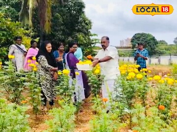 മരട് നഗരസഭയുടെ ഓണക്കാല പുഷ്പ കൃഷിയുടെ വിളവെടുപ്പ് ആരംഭിച്ചു.