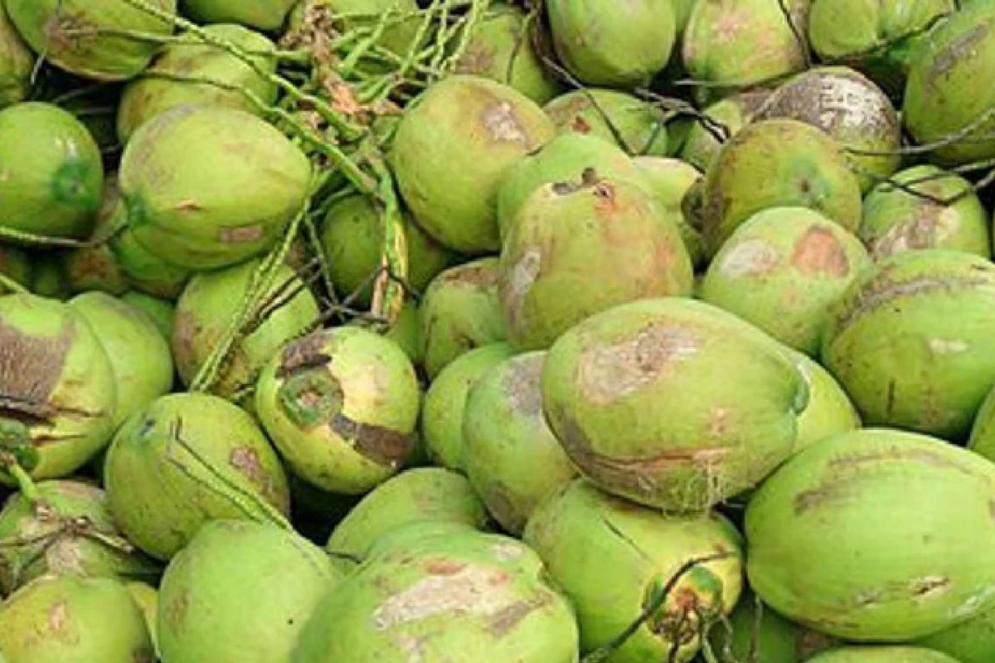 തേങ്ങ പറിക്കണോ? മുന്‍കൂറായി അനുമതി നിര്‍ബന്ധമാക്കി ലക്ഷദ്വീപ്