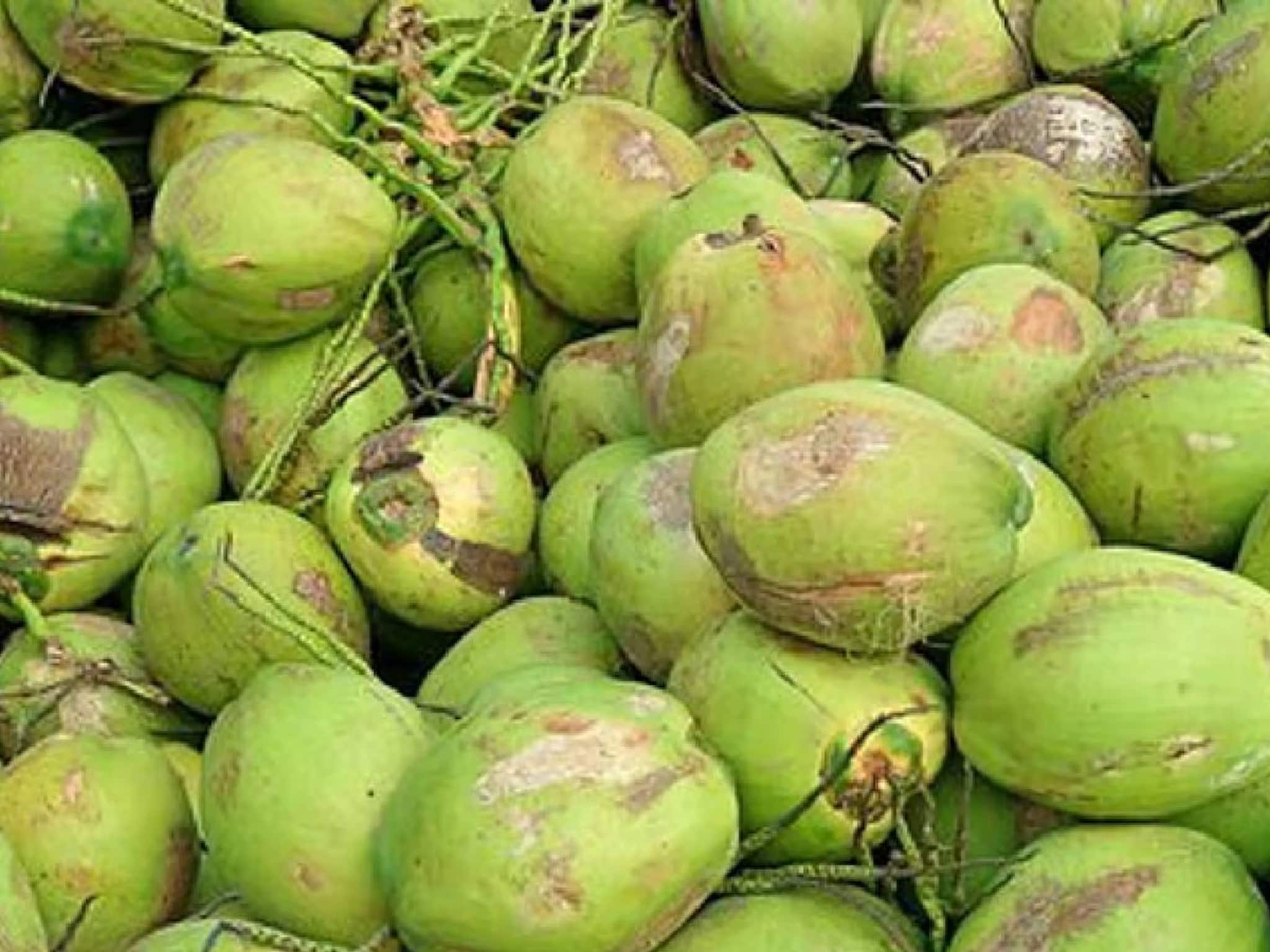 തേങ്ങ പറിക്കണോ? മുന്‍കൂറായി അനുമതി നിര്‍ബന്ധമാക്കി ലക്ഷദ്വീപ്