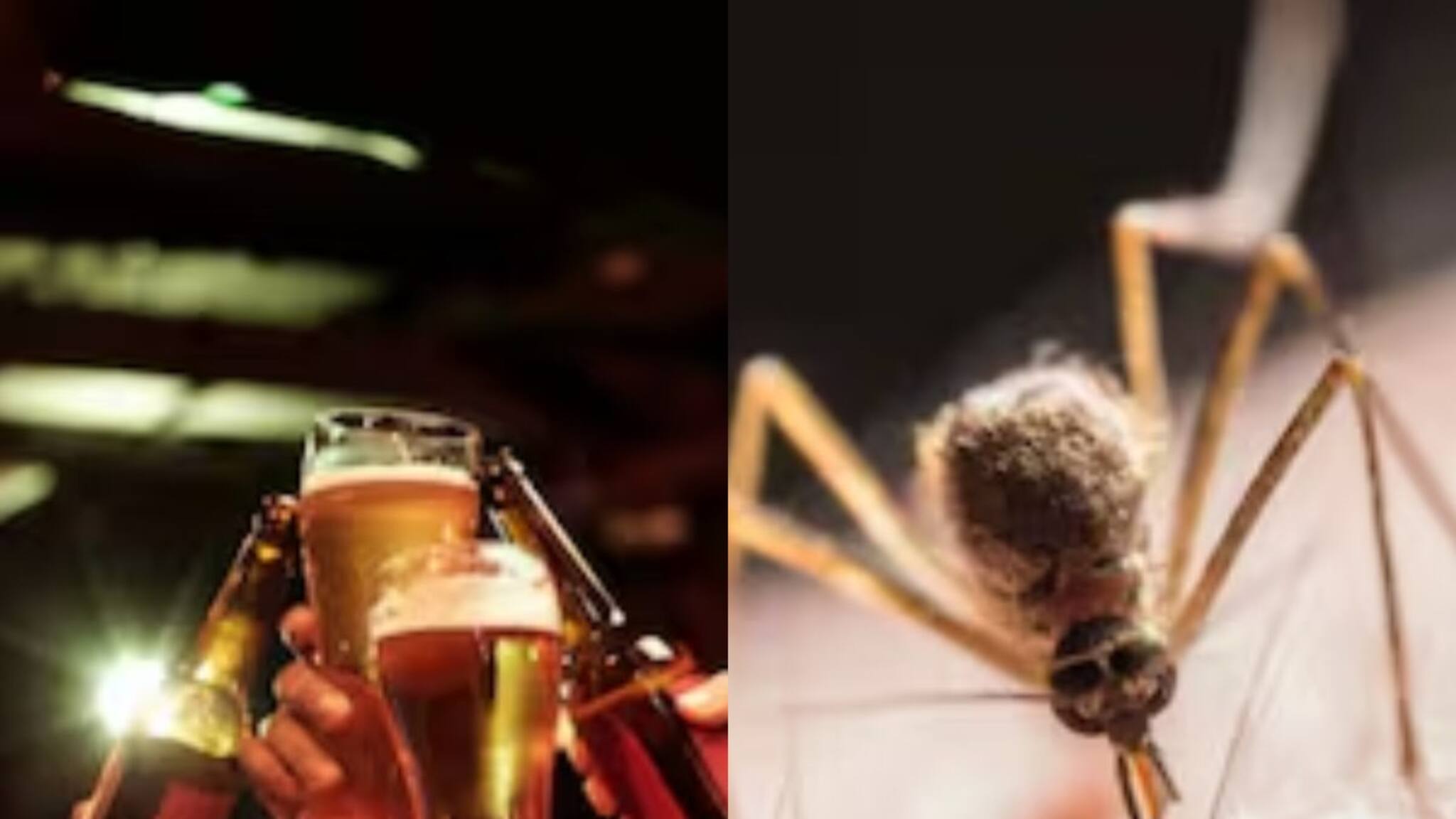 ബിയറു കുടിക്കുന്നവരെ കൊതുക് കടിക്കുമോ? പുതിയ പഠനം പറയുന്നത്‌