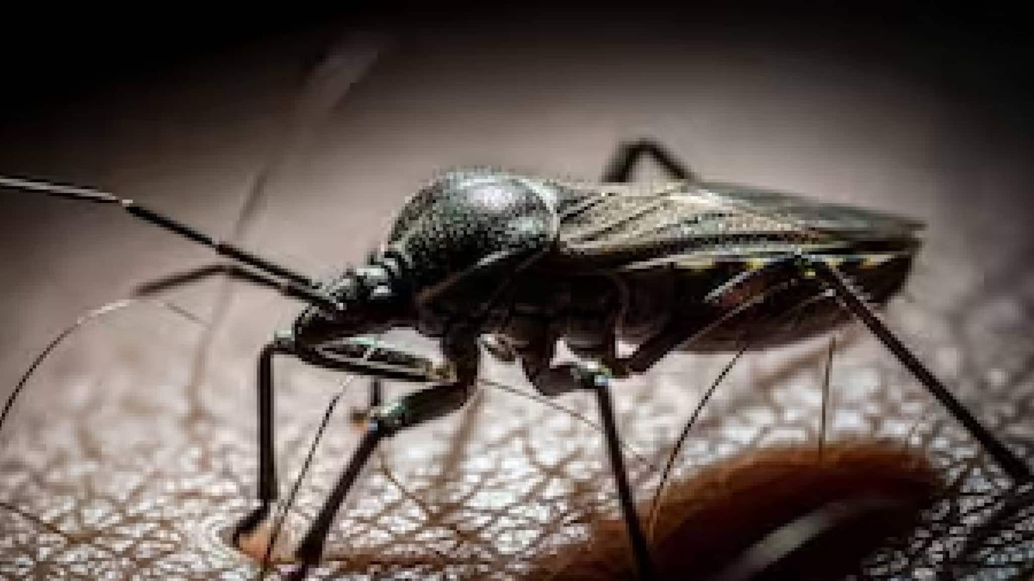 ചുംബന പ്രാണികളെ ഭയന്ന് കാലിഫോര്‍ണിയ; രോഗം ഒരു ലക്ഷത്തോളം പേരെ ബാധിച്ചേക്കുമെന്ന് ആരോഗ്യ വിദഗ്ദ്ധര്‍