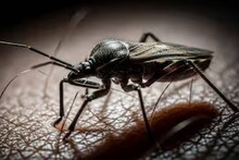 ചുംബന പ്രാണികളെ ഭയന്ന് കാലിഫോര്‍ണിയ; രോഗം ഒരു ലക്ഷത്തോളം പേരെ ബാധിച്ചേക്കുമെന്ന് ആരോഗ്യ വിദഗ്ദ്ധര്‍
