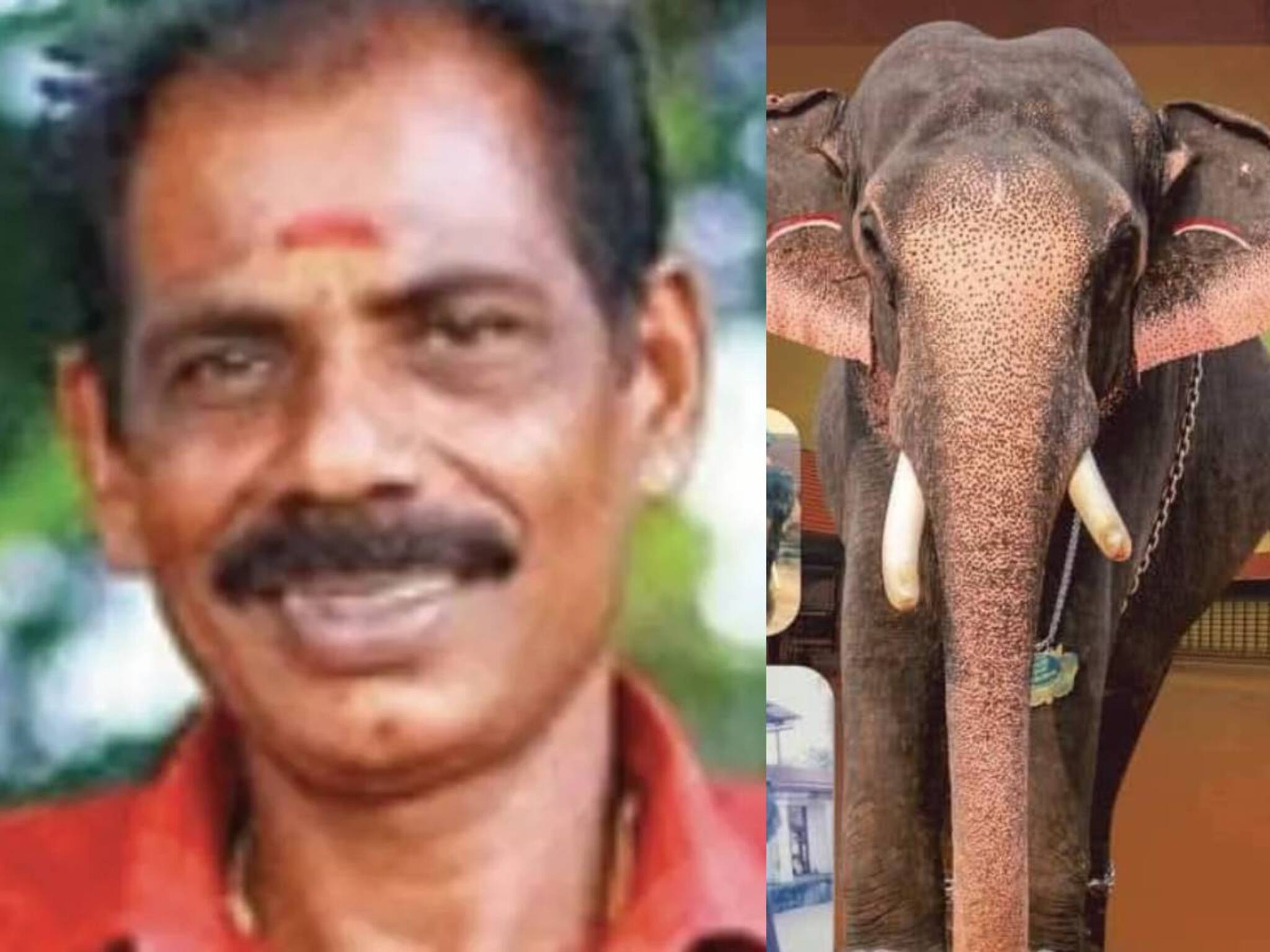 തളയ്ക്കാനെത്തിയ പാപ്പാനെ മദപ്പാടിലുള്ള ആന കുത്തിക്കൊന്നു; മറ്റൊരു പാപ്പാന് ഗുരുതര പരിക്ക്