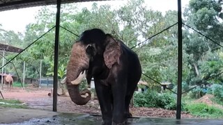 പുത്തൻകുളം മോദി പുത്തൻകുളം മോദി