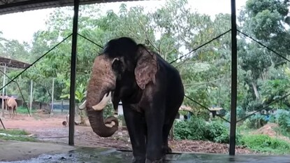 പുത്തൻകുളം മോദി പുത്തൻകുളം മോദി