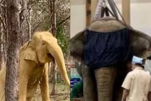 വൻതാര പ്രവർത്തിക്കുന്നത് നിയമപരമായി; അതിനെ കളങ്കപ്പെടുത്തരുത്: SIT റിപ്പോർട്ട് അംഗീകരിച്ച് സുപ്രീംകോടതി