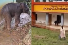 അന്ന് സ്കൂളിലെത്തി വൈറലായി; ഇന്ന് നൊമ്പരക്കാഴ്ച; വയനാട് ചേകാടി സ്‌കൂളിലെത്തിയ ആനക്കുട്ടി ചരിഞ്ഞു