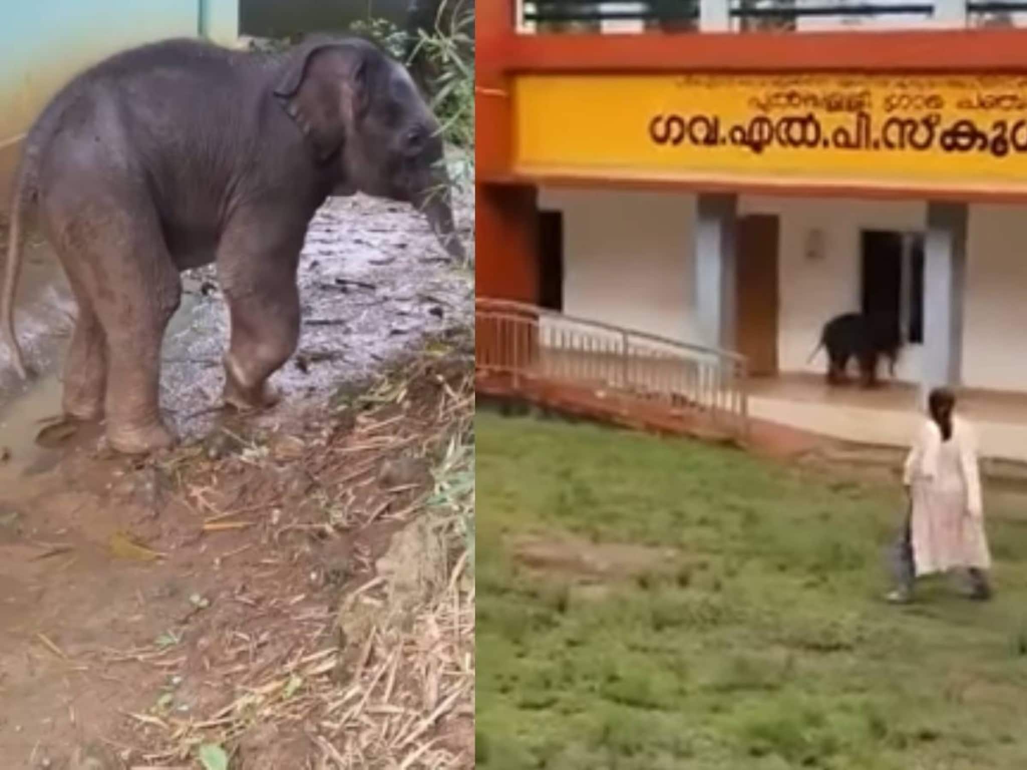 അന്ന് സ്കൂളിലെത്തി വൈറലായി; ഇന്ന് നൊമ്പരക്കാഴ്ച; വയനാട് ചേകാടി സ്‌കൂളിലെത്തിയ ആനക്കുട്ടി ചരിഞ്ഞു