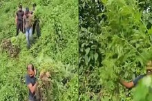 അട്ടപ്പാടിയിൽ 60 സെന്റ് സ്ഥലത്ത് 10,000 കഞ്ചാവ് തോട്ടം ചെടികൾ കണ്ടെത്തി നശിപ്പിച്ചു