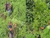 അട്ടപ്പാടിയിൽ 60 സെന്റ് സ്ഥലത്ത് 10,000 കഞ്ചാവ് തോട്ടം ചെടികൾ കണ്ടെത്തി നശിപ്പിച്ചു