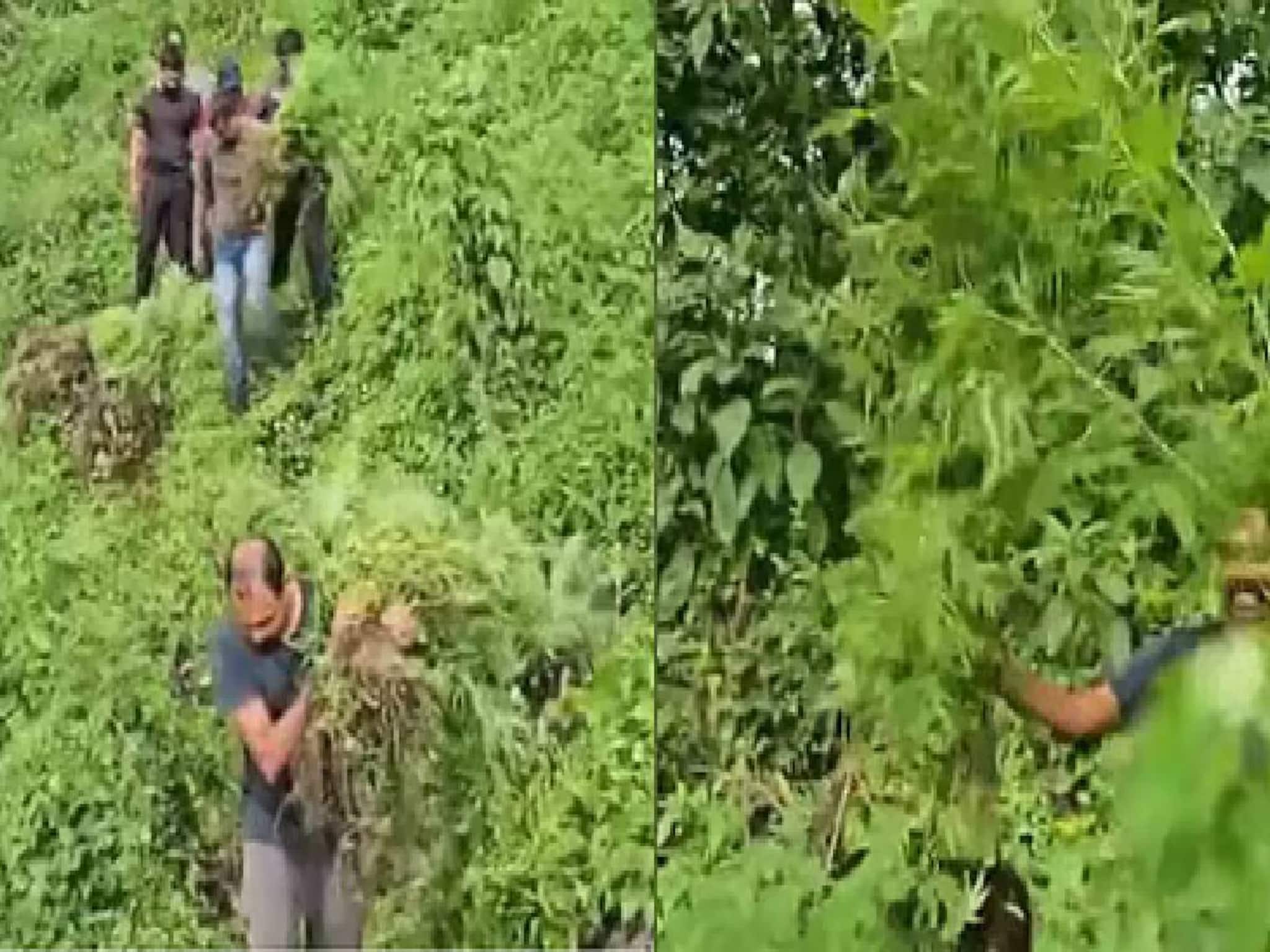 അട്ടപ്പാടിയിൽ 60 സെന്റ് സ്ഥലത്ത് 10,000 കഞ്ചാവ് തോട്ടം ചെടികൾ കണ്ടെത്തി നശിപ്പിച്ചു