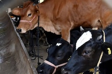 പണി പാലുംവെള്ളത്തിൽ; പറഞ്ഞതിൽ പകുതി പാൽ മാത്രം കിട്ടിയ പശുവിനെ വാങ്ങിയ ആൾക്ക് 92,000 രൂപ നഷ്ടപരിഹാരം