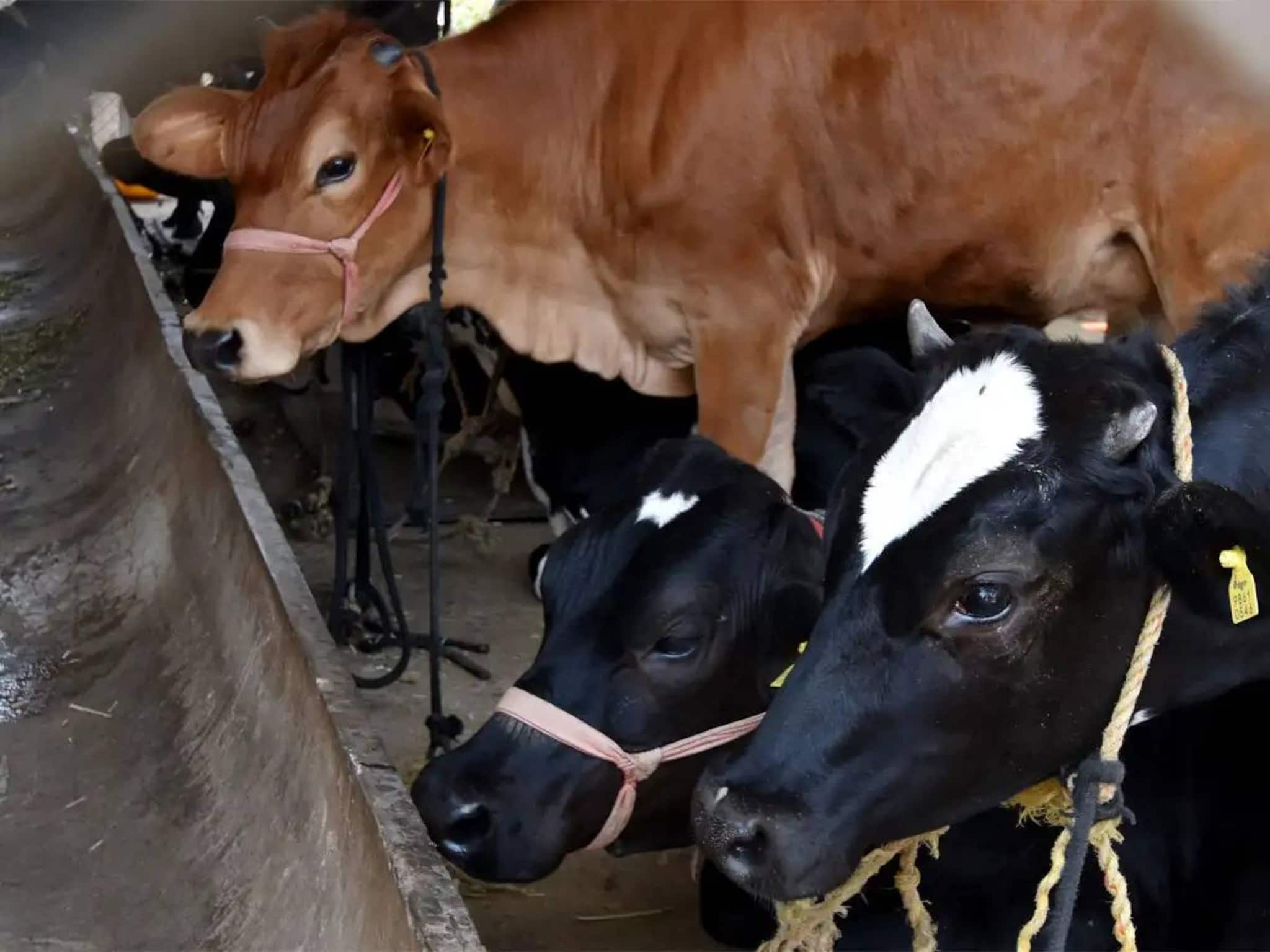 പണി പാലുംവെള്ളത്തിൽ; പറഞ്ഞതിൽ പകുതി പാൽ മാത്രം കിട്ടിയ പശുവിനെ വാങ്ങിയ ആൾക്ക് 92,000 രൂപ നഷ്ടപരിഹാരം